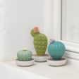 Ferocactus Cactus Diffuser For Sale